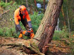 Reliable San Leandro, CA  Tree Services Solutions